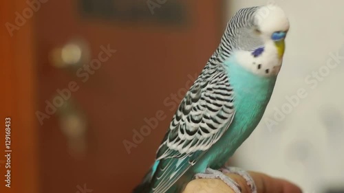 Budgerigar blue (Melopsittacus undulatus) sitting on a human finger, turns his head and blinks.