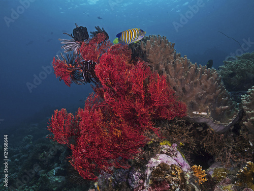 Colorful tropical reef (Sea Fan, Feather Stars and Sponge)