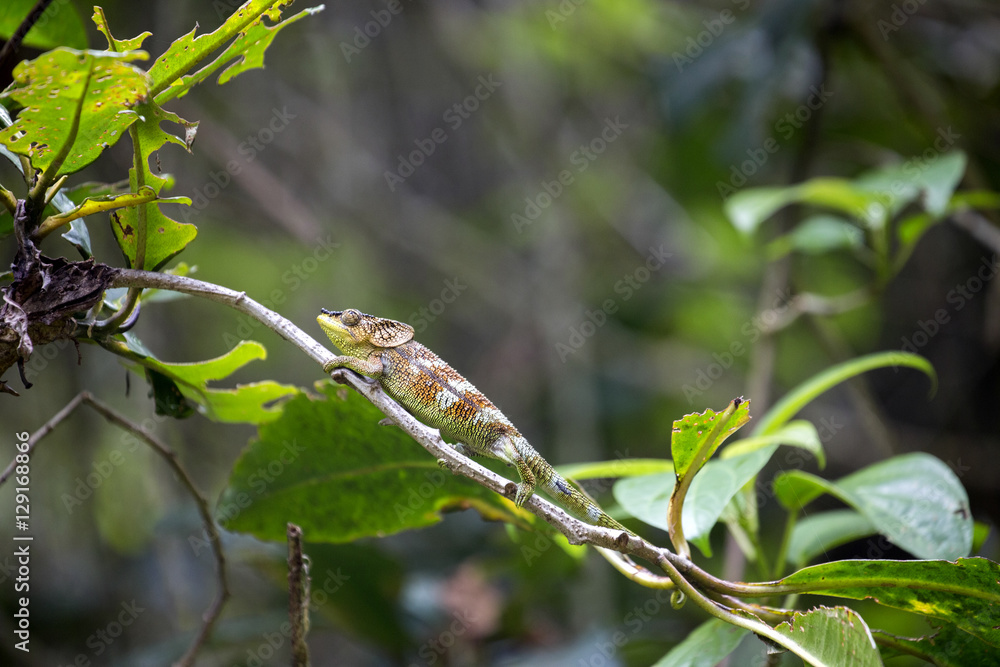 Amber Mountain chameleon, Calumma ambrensis on twig National Park Amber Mountain, Madagascar
