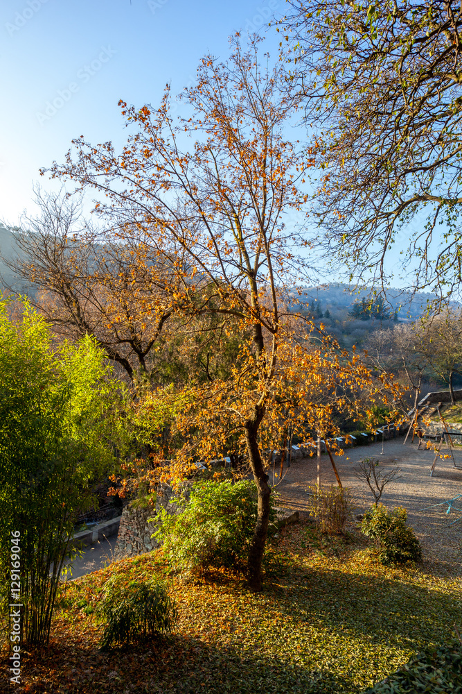 tree with yellow leaves in a botanical garden, autumn tree with yellow leaves in a botanical garden, autumn