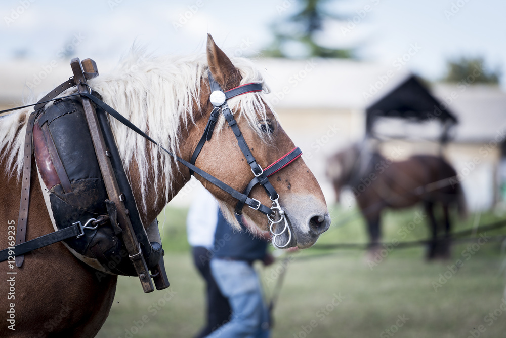 Obraz premium Cheval de trait