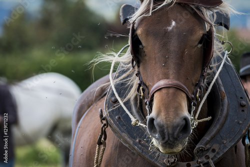 Bild auf Leinwand Portrait de cheval de trait
