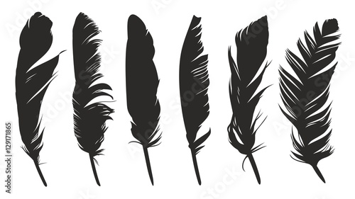 Valokuva Feathers of birds.