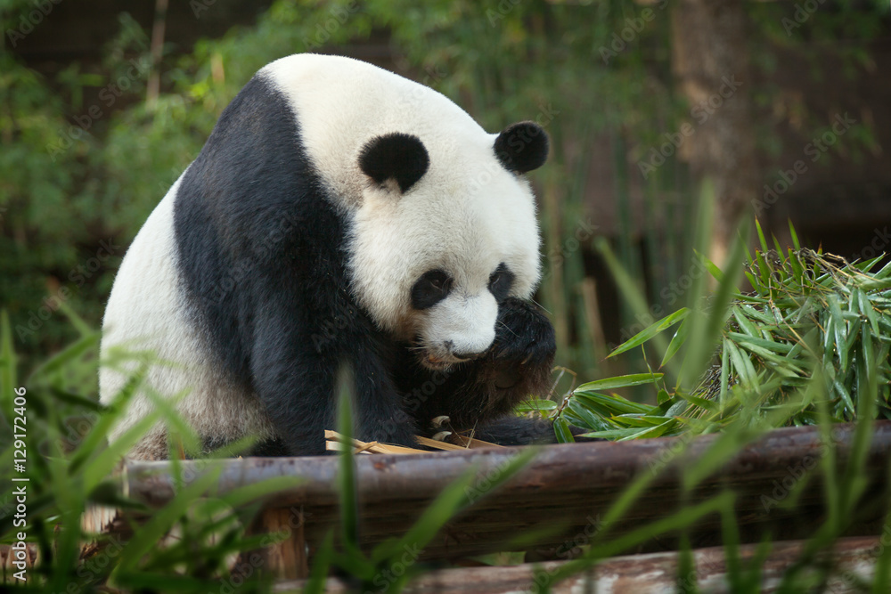 Fototapeta premium portrait of nice panda bear walking in summer environment