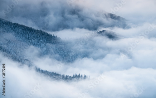 Winter landscape with fog and pine forest in the Carpathian mountains