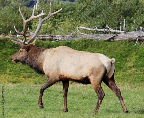 Elk