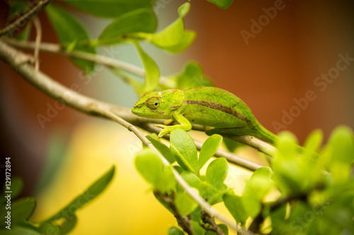 Amber Mountain chameleon, Calumma ambrensis is endemic chameleon, Amber mountain, Madagascar
