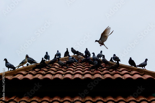 Grey pigeons stay on tile roof and some pigeon are flying
