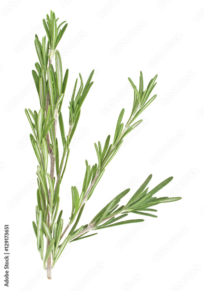 Fototapeta premium Fresh green sprig of rosemary isolated on a white background