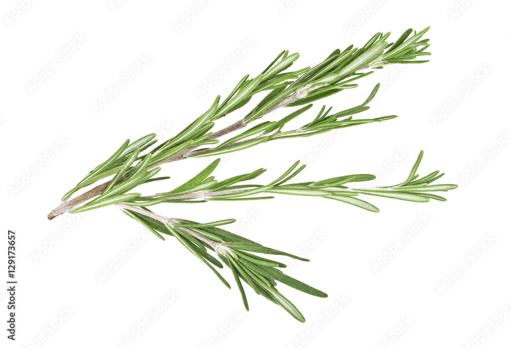 Fresh green sprig of rosemary isolated on a white background