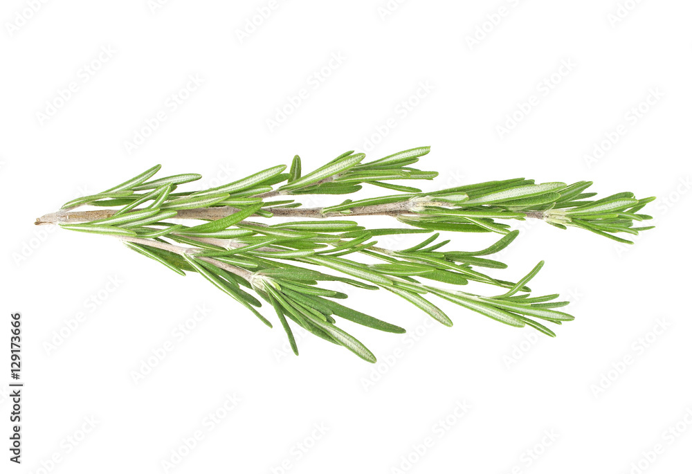 Fresh green sprig of rosemary isolated on a white background