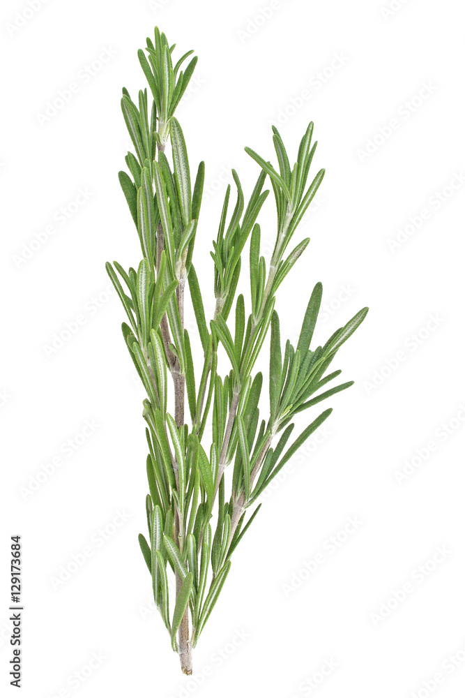 Fresh green sprig of rosemary isolated on a white background