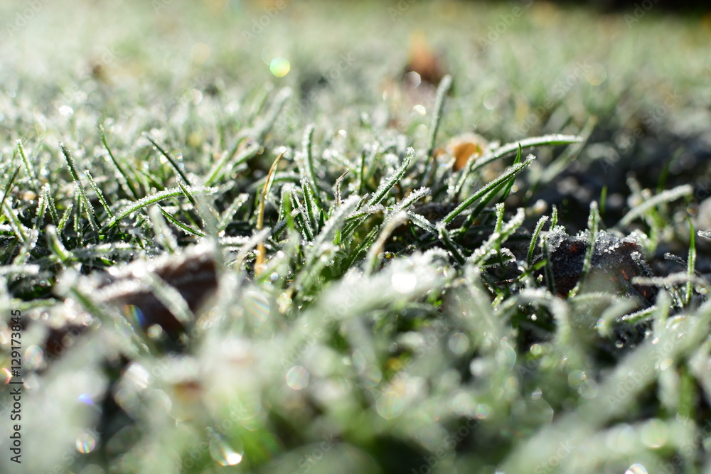 Frozen grass in winter Frozen grass in winter