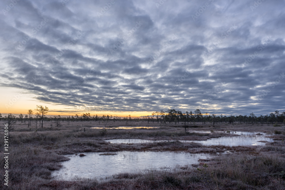 Sunrise in the bog. Icy cold marsh. Frosty ground. Swamp lake and nature. Freeze temperatures in moor. Blue fen. Muskeg natural environment. Sediment trees and frozen water.