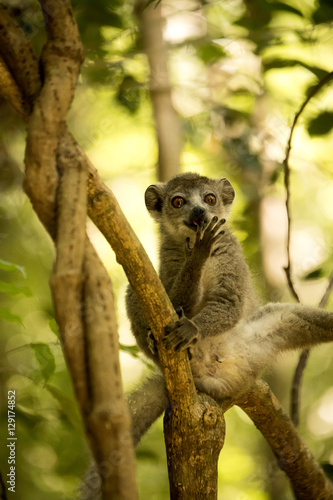 Fototapeta Naklejka Na Ścianę i Meble -  Young male Crowned lemur, Eulemur coronatus, sitting on a branch and licking his paws, Ankarana Reserve, Madagascar
