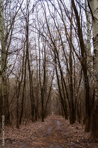 The path in a leafless forest