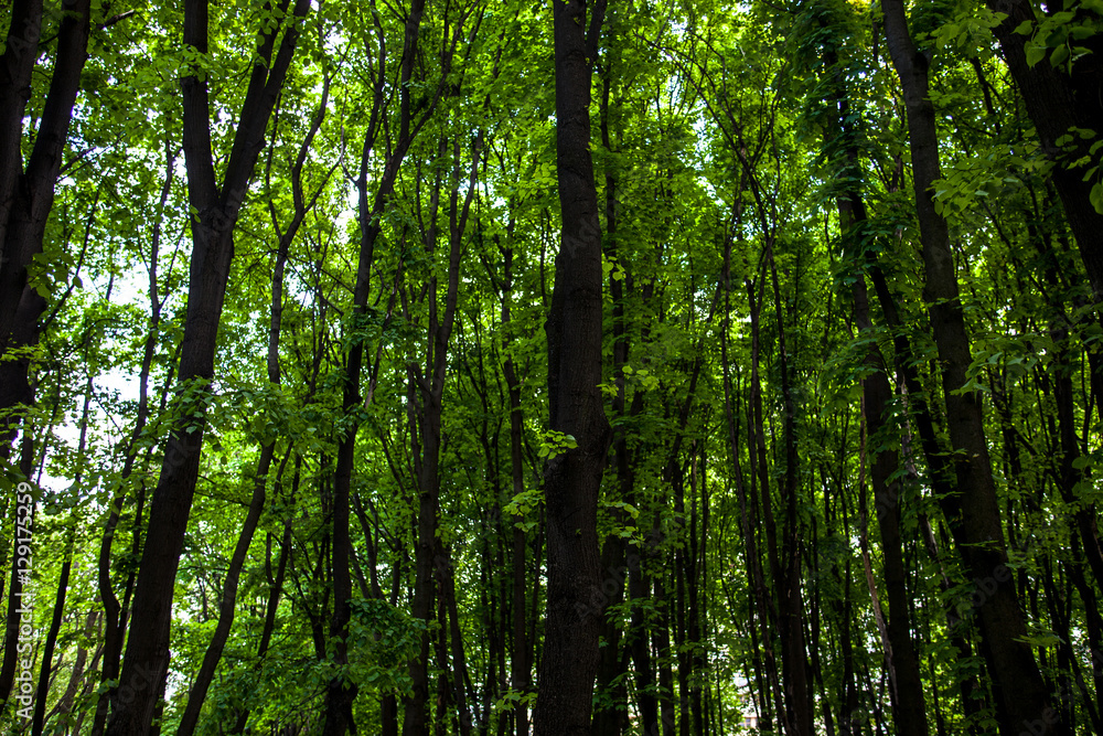 Naklejka premium Green forest