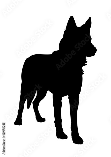 Czechoslovakian Wolf dog Silhouette on White Background