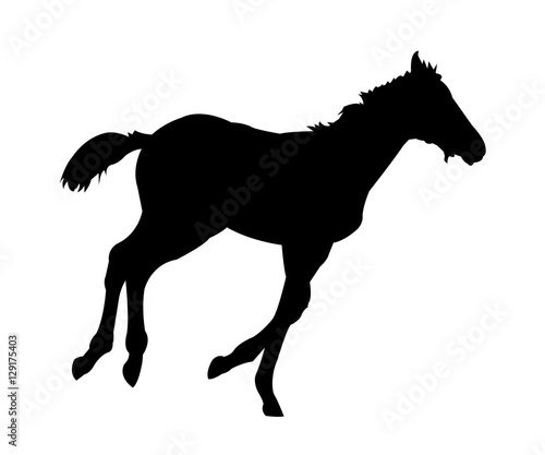 Running Foal Silhouette on White Background