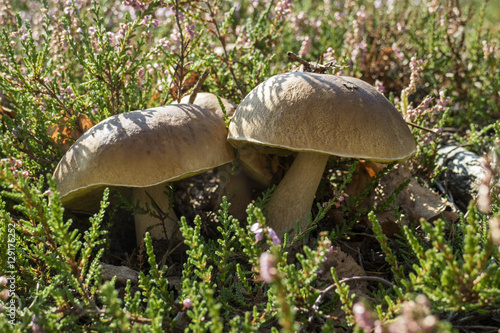 Edible porcini mushrooms