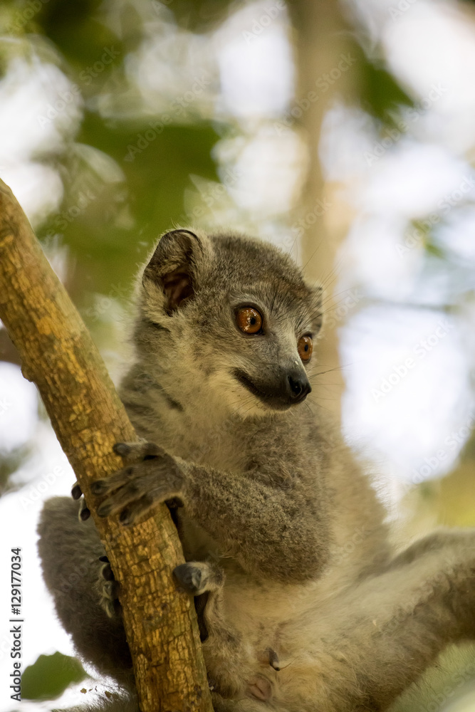 Naklejka premium Young male Crowned lemur, Eulemur coronatus, sitting on a branch, Ankarana Reserve, Madagascar