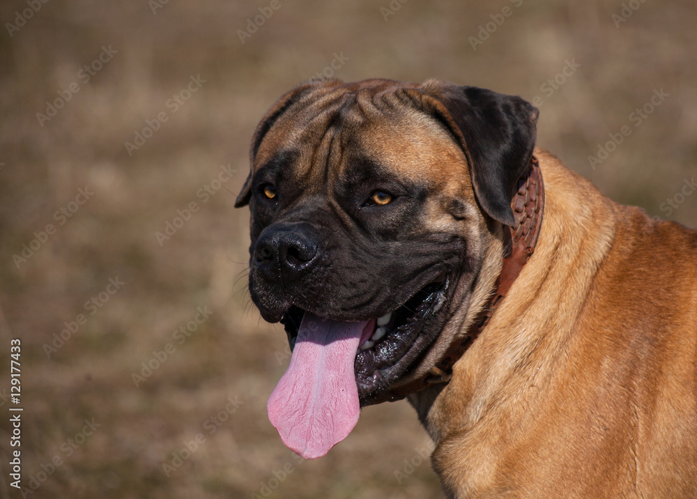 Obraz premium Eyes amber-colored… Closeup portrait of a beautiful dog breed South African Boerboel