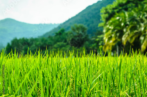 green rice fields industrial crops