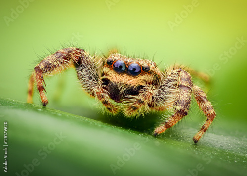 Extreme magnification - Jumping spider on a leaf
