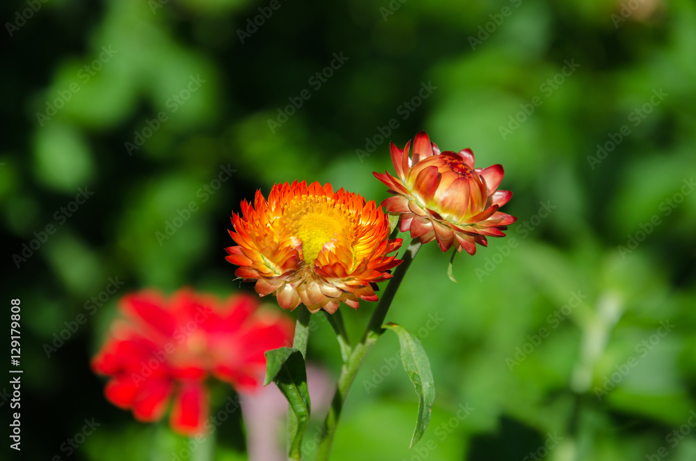 beautiful flower in the garden beautiful flower in the garden