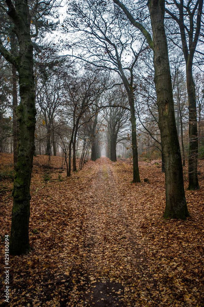Obraz premium Wanderweg im Herbst im Nationalpark De Hoge Veluwe