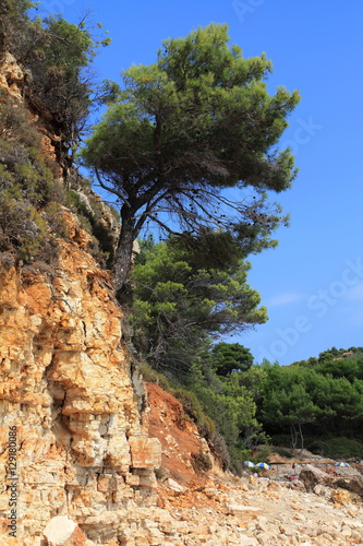 Pine trees on a steep cliff