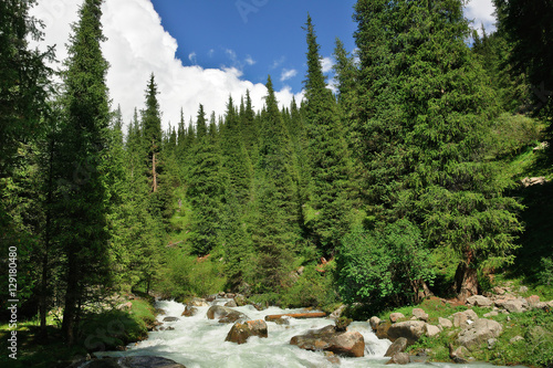 Landscape with mountain stream flowing through the fir forest. The trees are Picea schrenkiana subsp. tianschanica. Terskey-Alatau Range, Tien-Shan mountains, Kyrgyzstan photo
