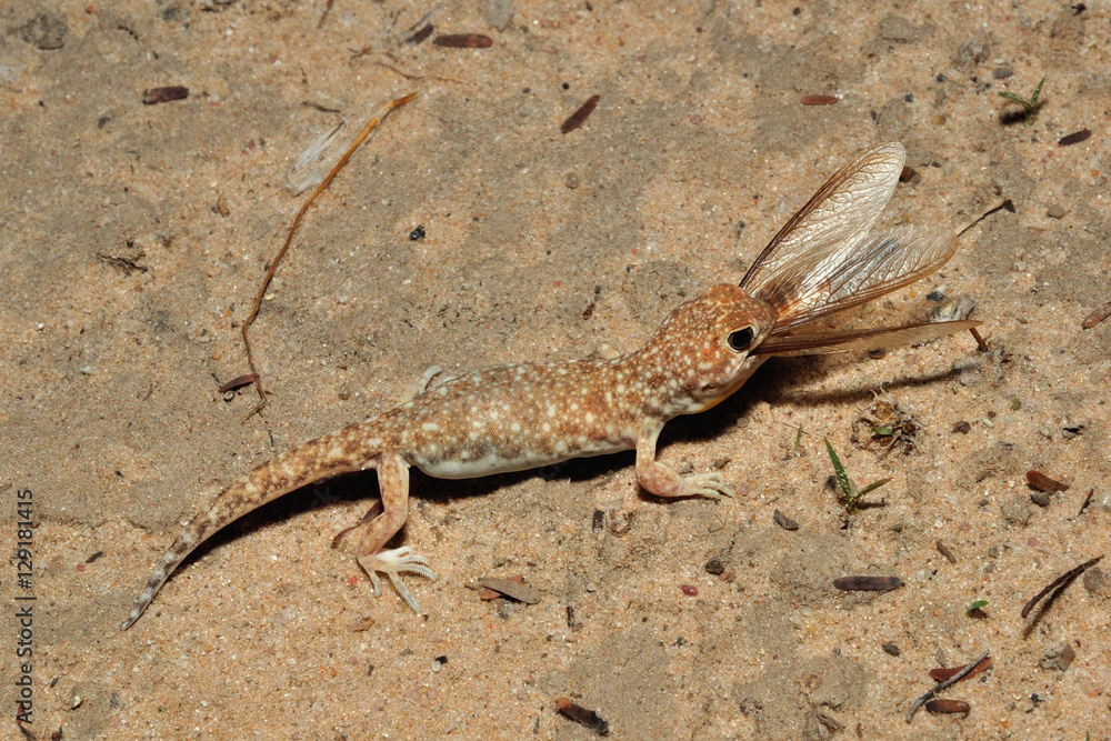 Barking gecko eating termites allates Barking gecko eating termites allates