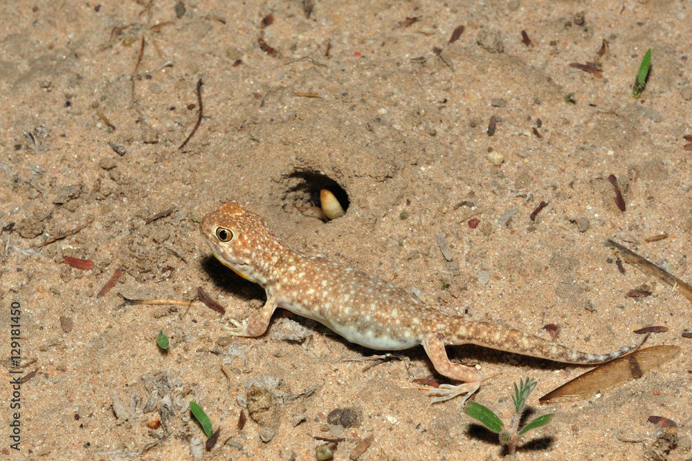 Barking gecko Barking gecko
