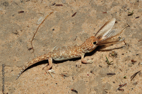 Barking gecko eating termites allates