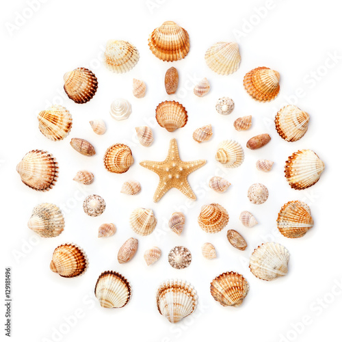 pattern of exotic seashells in the shape of a circle. Isolated o