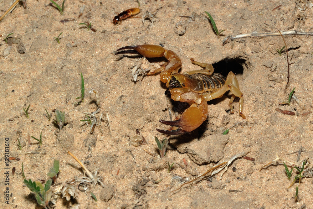 Burrowing scorpion hunting from its burrow for termites