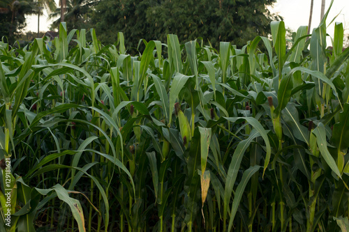Green corn field in Thailand,Corn agriculture. Green nature. Rur