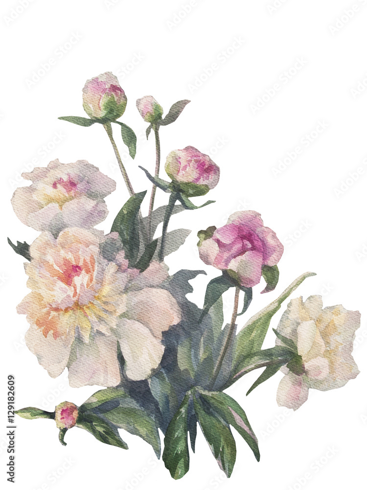 white peonies bunch watercolor isolated