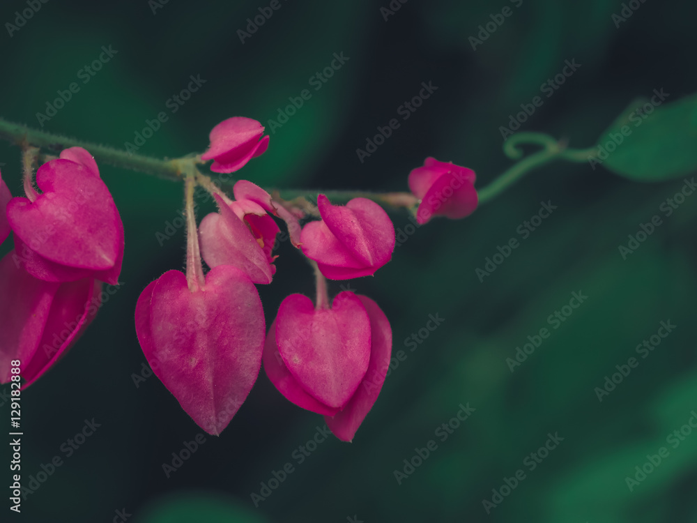 The pink heart shaped flowers in the garden. The pink heart shaped flowers in the garden.