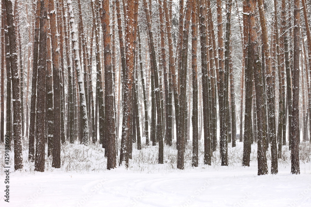 Snow covered pine trees in winter forest. Winter forest with trees. Outdoor woods nature landscape at cold day. Cold day in snowy winter forest. Snow covered pine trees in winter forest. Winter forest with trees. Outdoor woods nature landscape at cold day. Cold day in snowy winter forest.