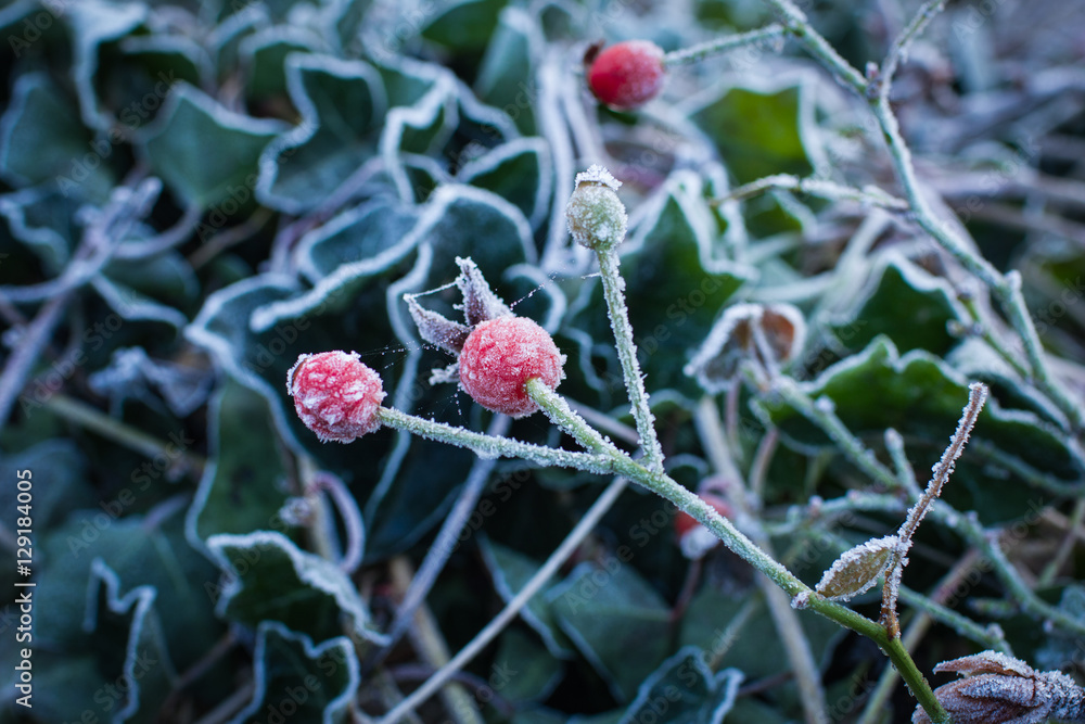 Red gooseberry among green leaves are covered with hoarfrost Red gooseberry among green leaves are covered with hoarfrost