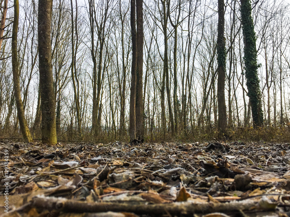 Wald im Dezember ohne schnee und ohne Laub Wald im Dezember ohne schnee und ohne Laub