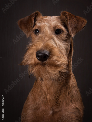 The portrait of Irish terrier puppy on the dark background