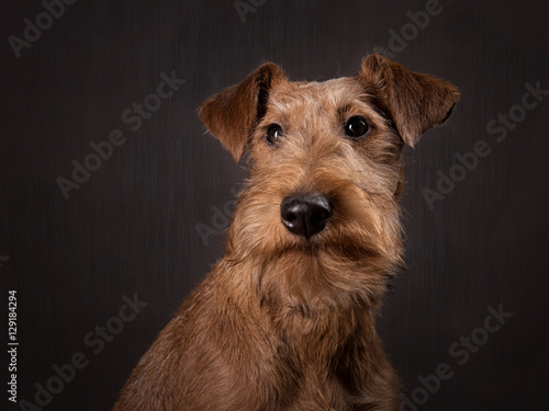 The portrait of Irish terrier puppy on the dark background