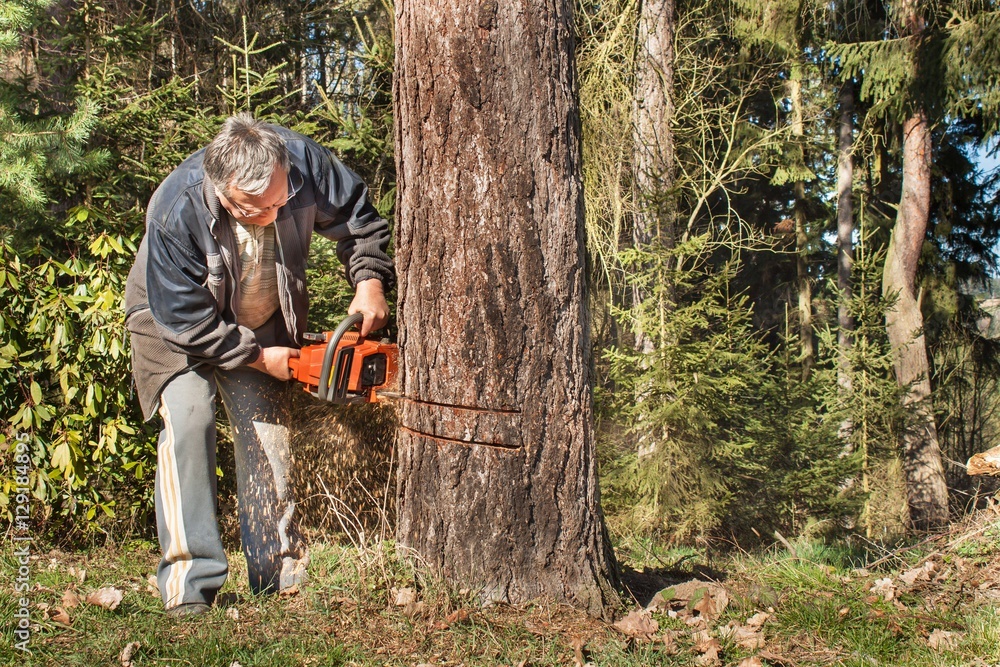 Old man fells larch. Lumberjack working in a forest. Active life in old age. Preparing firewood for the winter. Man working with a chainsaw. Active seniors.
