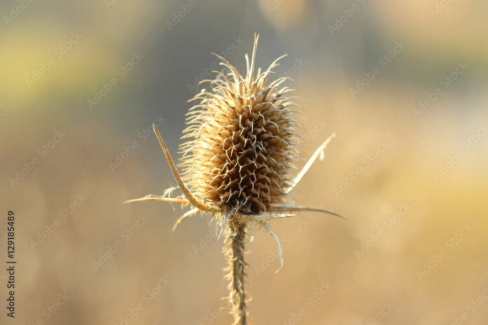 Dried teasel Dried teasel
