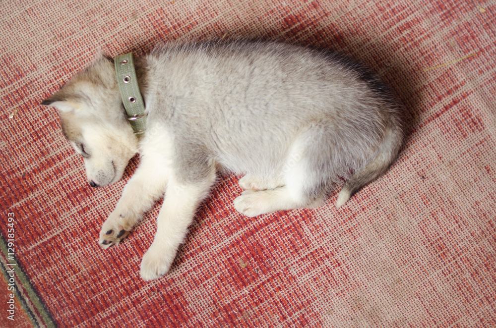 where should my husky puppy sleep