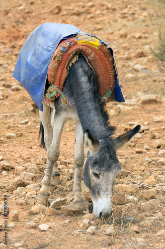 Donkey in Sahara Desert, Morocco, Africa