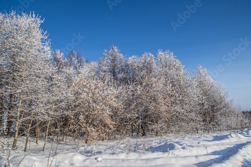 sunny weather . Winter forest landscape, snow